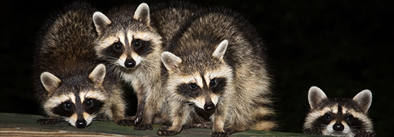 Several Raccoons